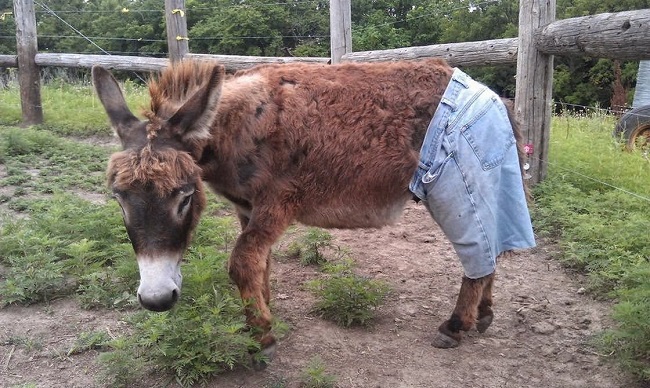 A cool donkey