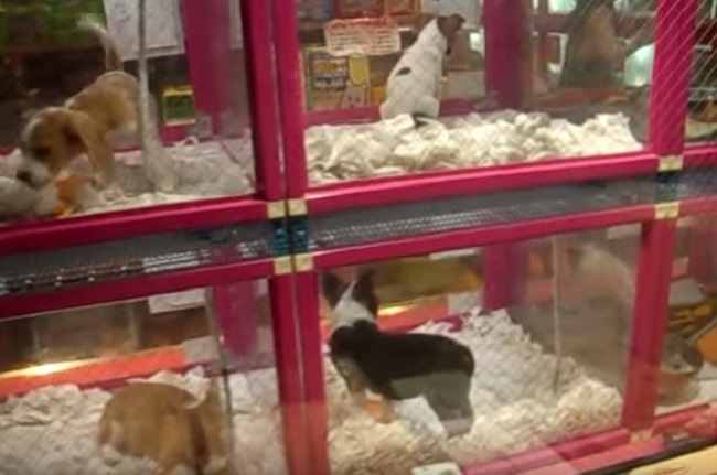 Actual puppies sold in japanese vending machine 