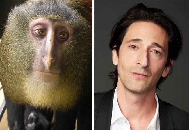 Adrien Brody and monkey 