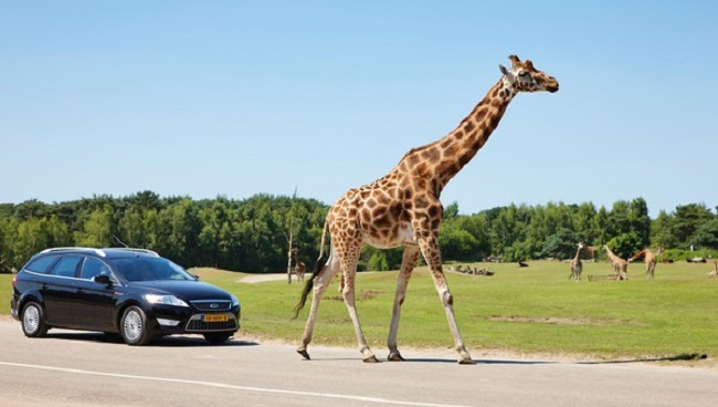 African wildlife safari park in Netherlands