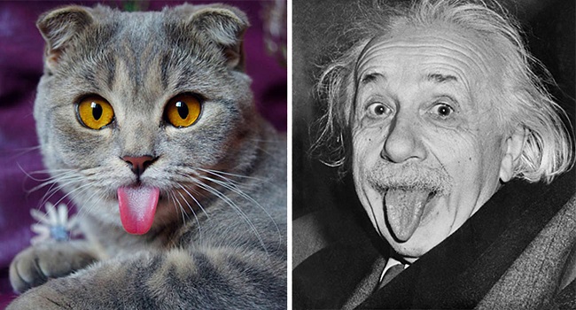 Albert Einstein copying cat