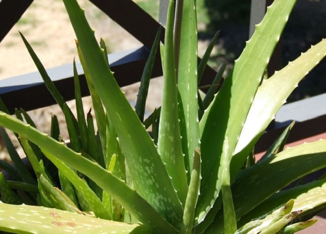 Aloe vera plant