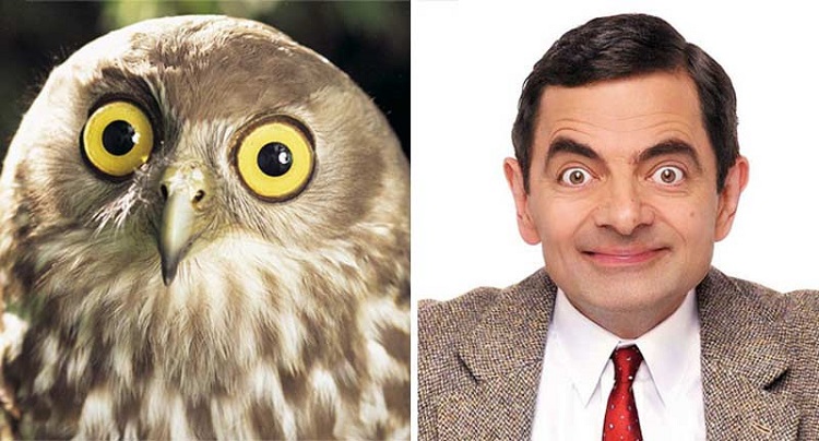 An owl looking like Rowan Atkinson