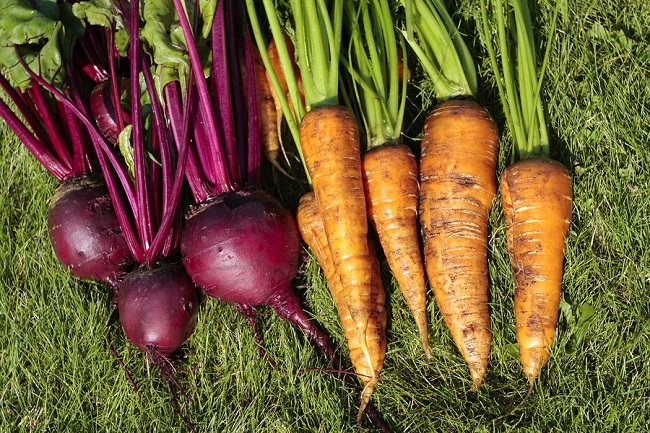 Beetroot and carrot