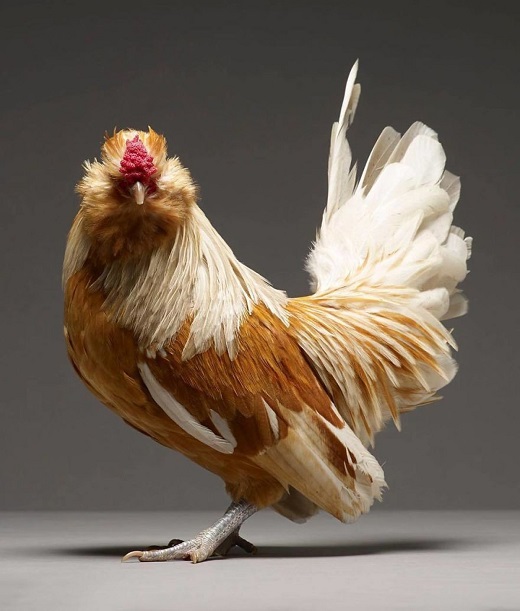 Belgian Bantam