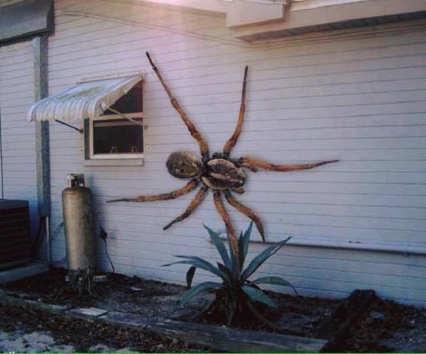 Big spiders