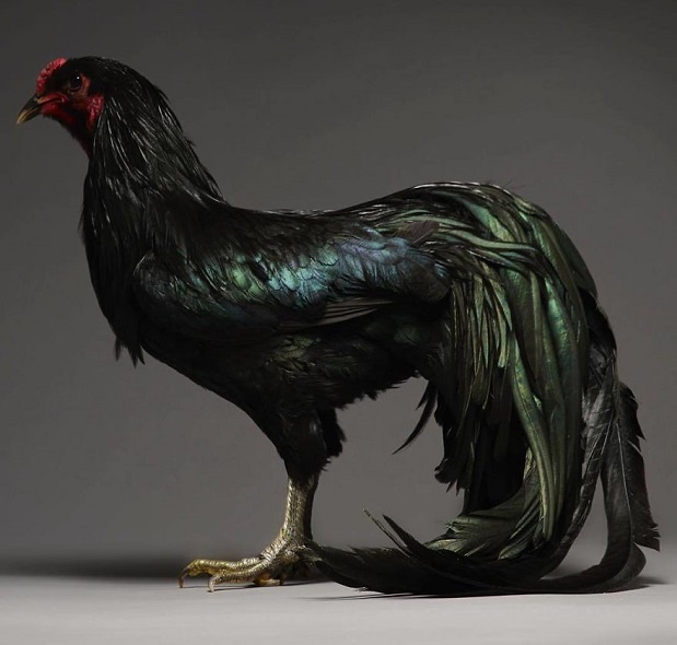 Black Sumatra Cockerel