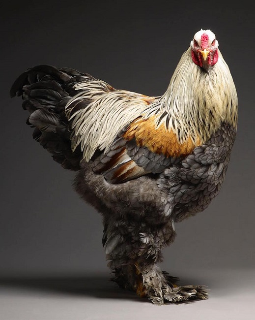 Blue Gold Partridge Brahma