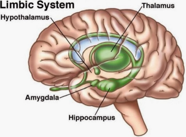 Brain stem