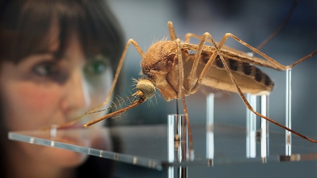 Brazil mosquito researcher