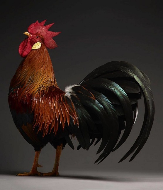 Brown leghorn rooster