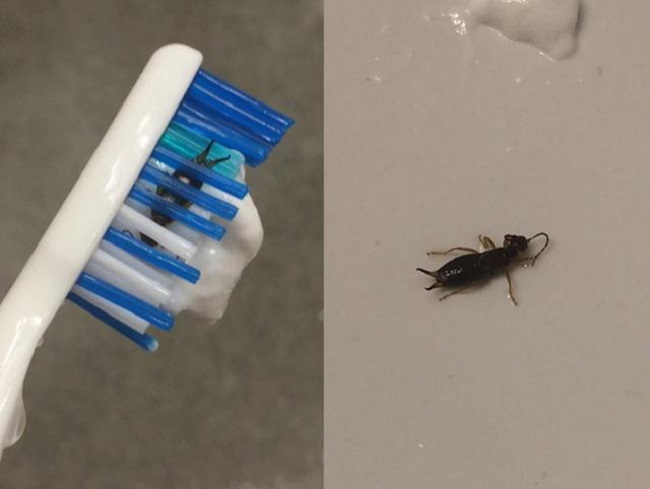 Bug in toothbrush