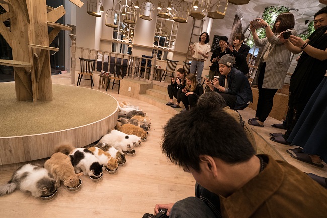 Cat Cafe, Japan