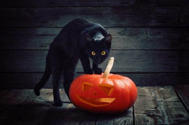 Cat on pumpkin