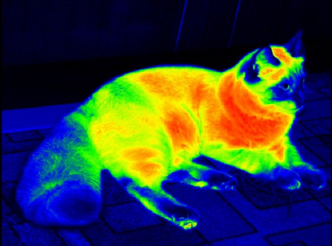 Cats in uv light