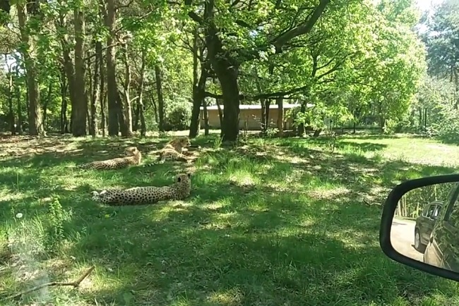 Cheetah resting