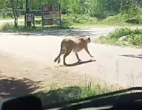 Cheetah running towards the family