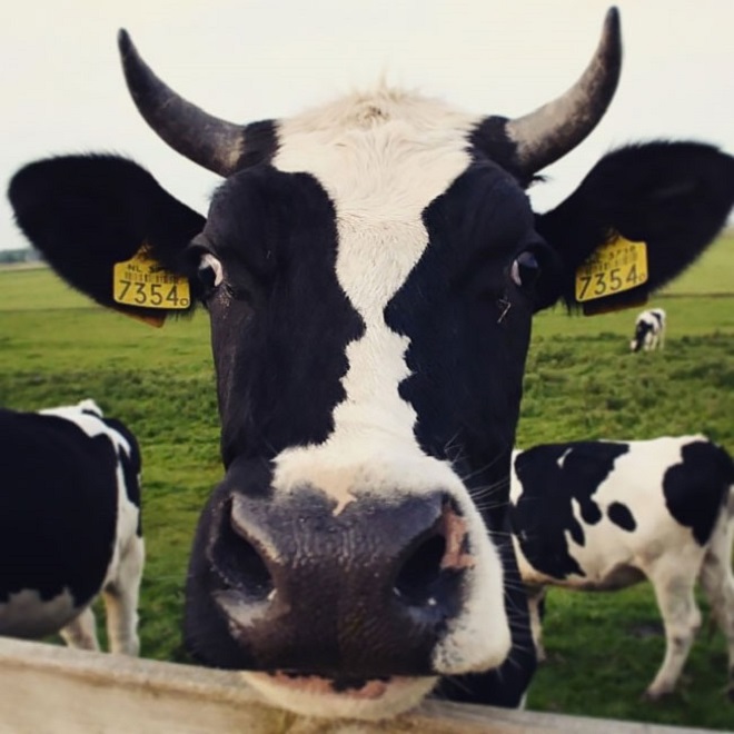 cow selfie 