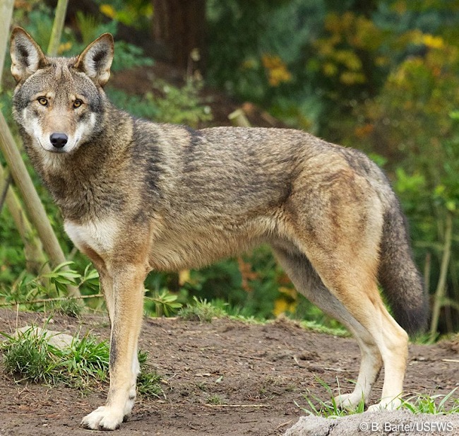 Coywolf crossbreed animal