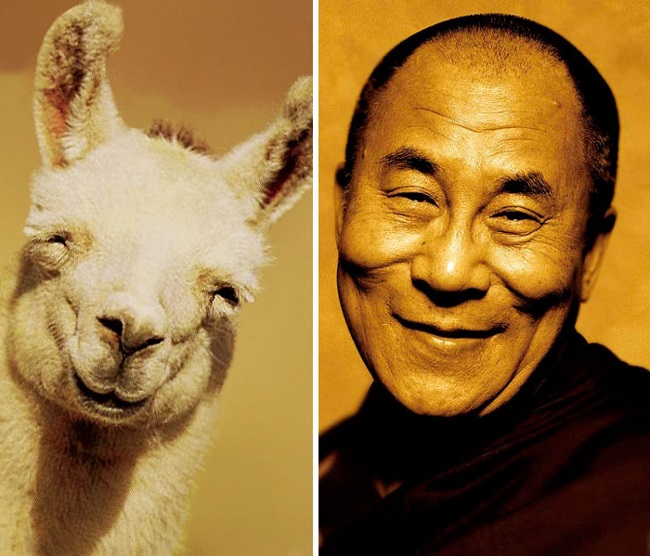 Dalai Lama and the happy llama