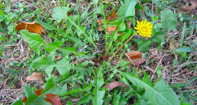 Dandelion root