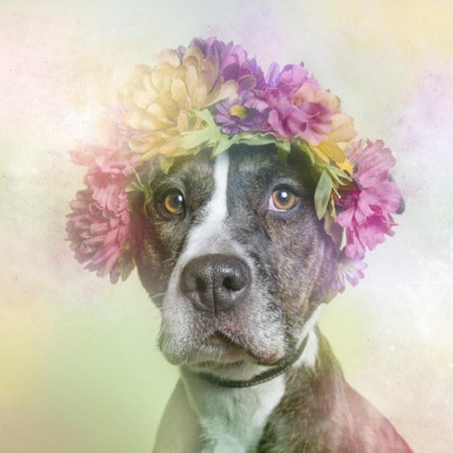 decorated pit bull