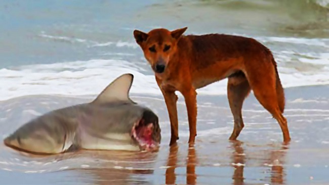 Dog eating shark