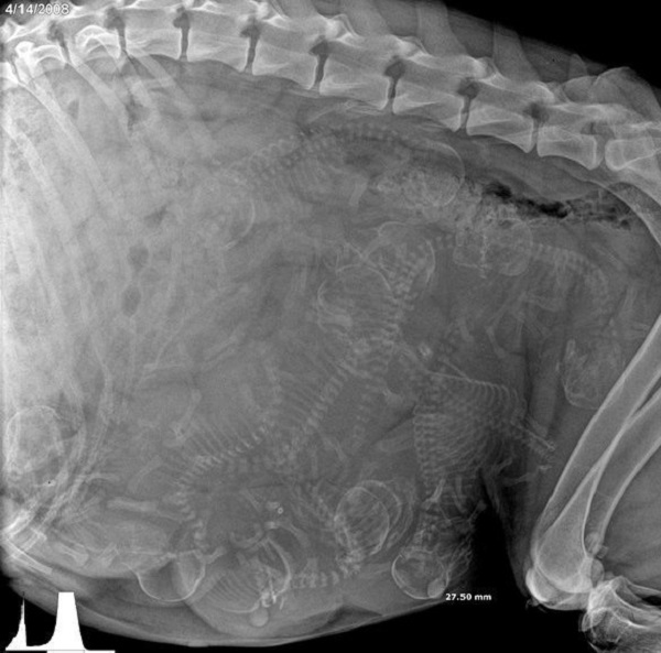 Dogs x-ray