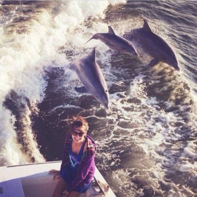 Dolphins photobombing