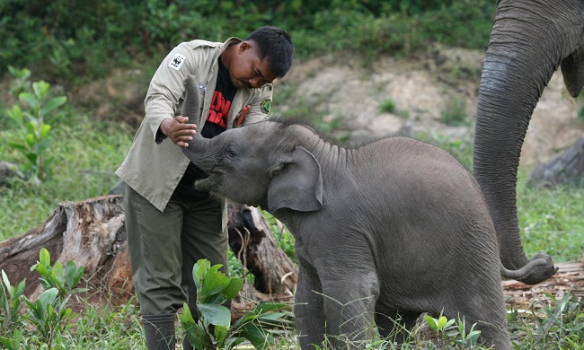 Elephant trainer