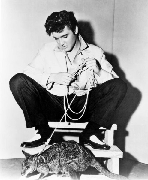 Elvis Presley and his pet Wallaby