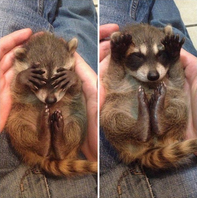 Engaging a raccoon