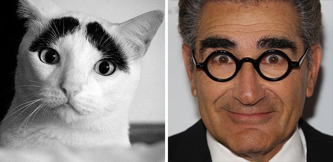 Eugene Levy and the cat