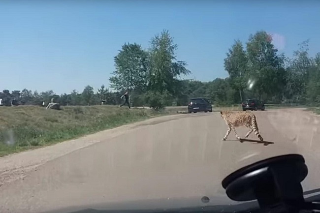 Family chased by cheetah