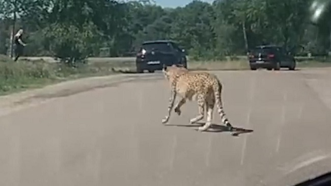 French Tourists stuch between the cheetah