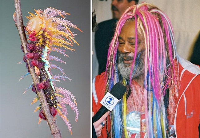 George Clinton hairstyle Saturniidae Moth’s caterpillar