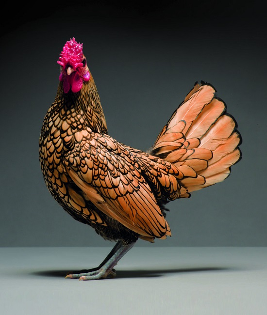 Golden Seabrite Rooster