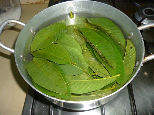 Guava leaves