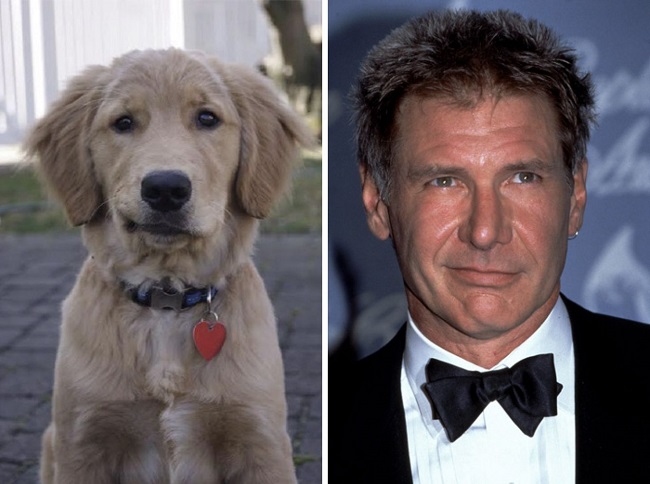 Harrison Ford’s expression copied by this dog