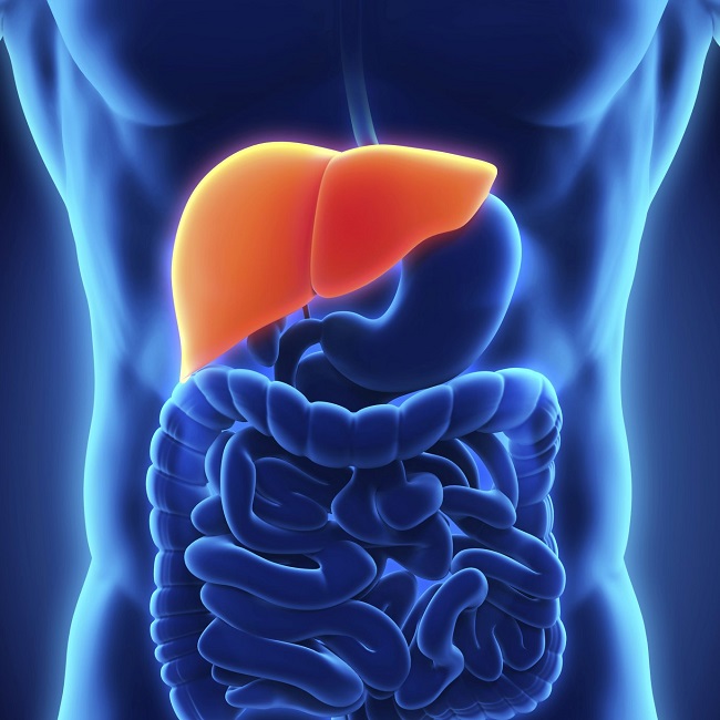 Healthy liver