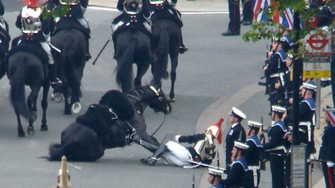 Horse get loose during the wedding day