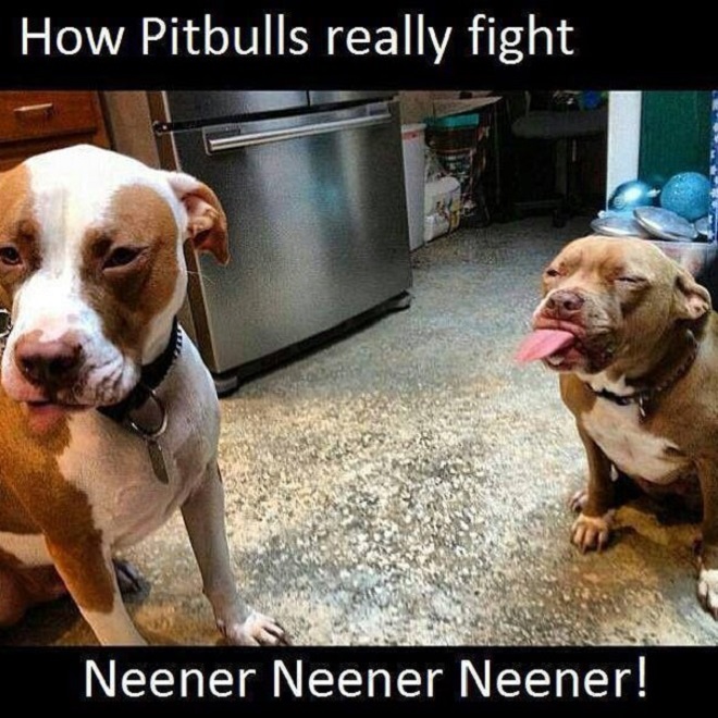 how pit bull really fight