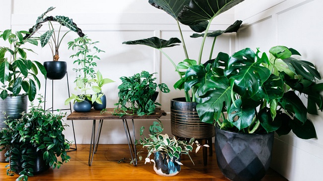 Indoor plants