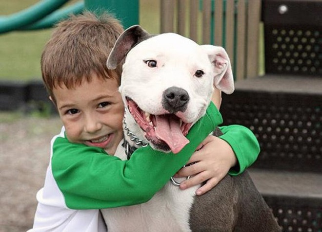 kid playing with pit bull 