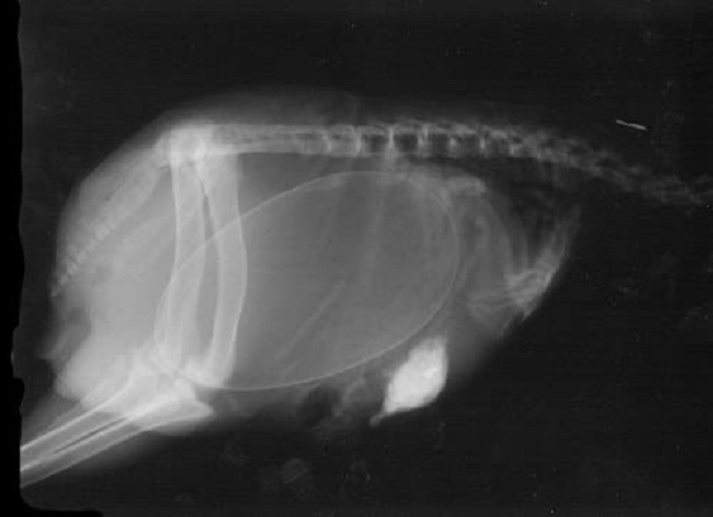 Kiwis x-ray