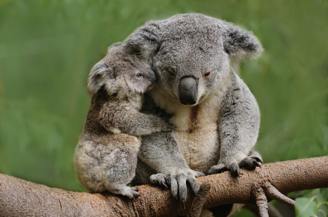 Koala with baby