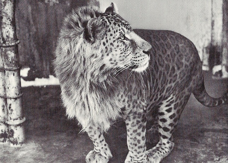 Leopon rare crossbreed