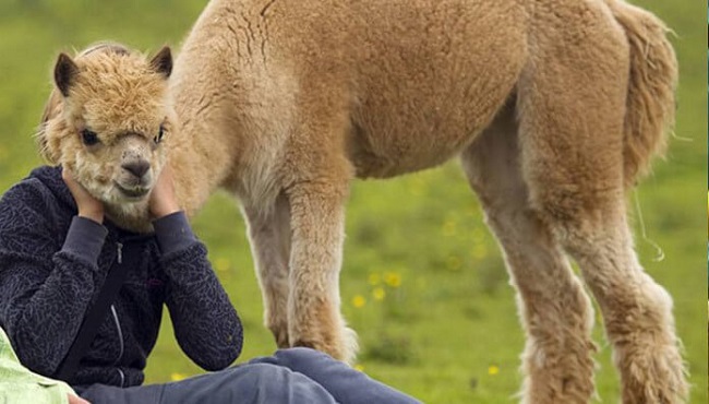 LLama photobomb 