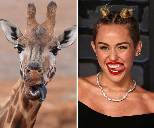 Miley Cyrus and the cute posing giraffe