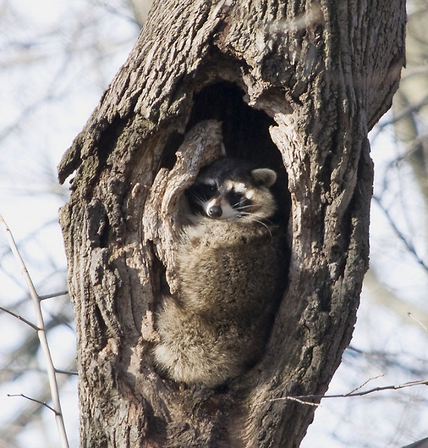 Natural space for raccoon